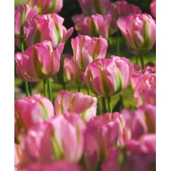 Tulipa Groenland - pacote de 5 peças