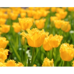 Tulipano Hamilton - pacchetto di 5 pezzi - Tulipa Hamilton