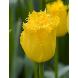 Tulipa Hamilton - Tulip Hamilton - 5 bulbs