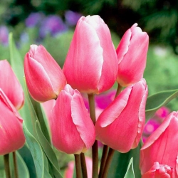 Tulipa Happy Family - Tulip Happy Family - 5 bulbs