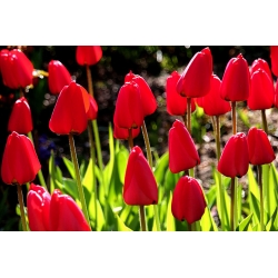 Tulipa Ile de France - Tulip Ile de France - 5 bulbs