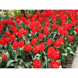 Tulipa Ile de France - 5 σχόλια