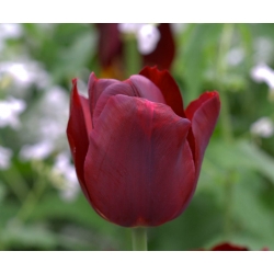 Hoa tulip Jan Reus - Hoa tulip Jan Reus - 5 củ - Tulipa Jan Reus