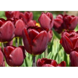 Tulipa Jan Reus  - 郁金香Jan Reus  -  5个洋葱