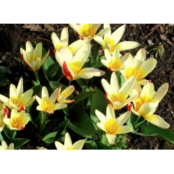 Tulipano Johann Strauss - pacchetto di 5 pezzi - Tulipa Johann Strauss