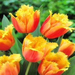Тюльпан Lambada - пакет из 5 штук - Tulipa Lambada