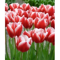 Tulipaner Leen van der Mark - pakke med 5 stk - Tulipa Leen van der Mark