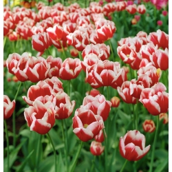 Tulipa Leen van der Mark - Tulip Leen van der Mark - 5 bulbs