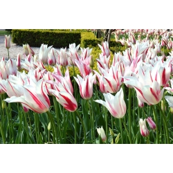 Туліпа Мерилін - Тюльпан Мерилін - 5 цибулин - Tulipa Marilyn