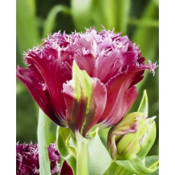 Maskot lale - Lale Maskot - 5 ampul - Tulipa Mascotte