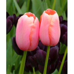 Tulipán Menton - csomag 5 darab - Tulipa Menton