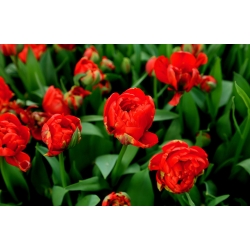 Tulipa Miranda - Tulip Miranda - 5 цибулин