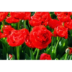 Tulipa Miranda - Tulip Miranda - 5 bulbs