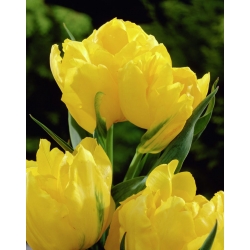 Tulipa Monte Carlo - Tulip Monte Carlo - 5 bulbs