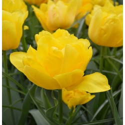 Tulipa Monte Carlo - Tulip Monte Carlo - 5 цибулин
