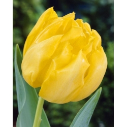 Tulipa Monte Carlo - Tulip Monte Carlo - 5 bebawang