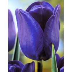 Tulipa Blue - Tulip albastru - 5 becuri