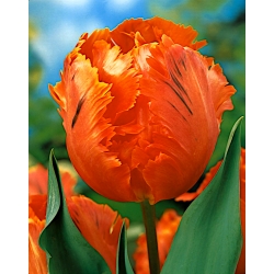 Tulipa Orange Kegemaran - Tulip Orange Kegemaran - 5 bebawang - Tulipa Orange Favourite