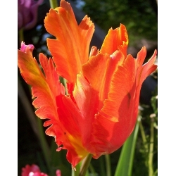 Tulipa Orange Favorite - Tulip Orange Orange - 5 květinové cibule - Tulipa Orange Favourite