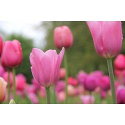 Tulipa Pink Impression - Tulip Pink Impression - 5 bulbs