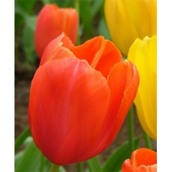 Tulipán Orange - csomag 5 darab - Tulipa Orange
