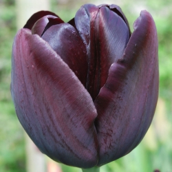 Tulipán Queen of Night - csomag 5 darab - Tulipa Queen of Night