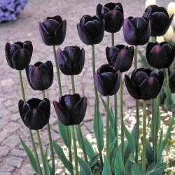 Tulipa Queen of Night - Tulip Queen of Night - 5 bulbs