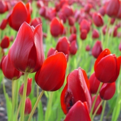 Tulipa Κόκκινο Georgette - Τουλίπα Κόκκινο Georgette - 5 βολβοί - Tulipa Red Georgette