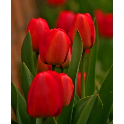 Tulpansläktet Red - paket med 5 stycken - Tulipa Red
