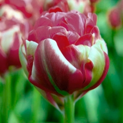 Tulipa مشهور منحصر به فرد - Tulip مشهور منحصر به فرد - 5 لامپ - Tulipa Renown Unique
