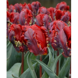 Tulipa Rococo - Tulip Rococo - 5 bulbs