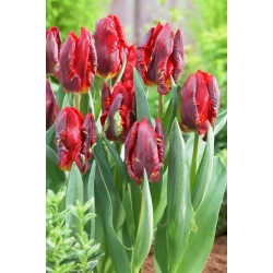 Tulipa Ροκοκό - Tulip Rococo - 5 βολβοί - Tulipa Rococo