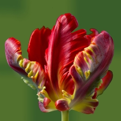 チューリップロココ - チューリップロココ -  5球根 - Tulipa Rococo