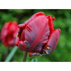 توليب روكوكو - توليب روكوكو - 5 لمبات - Tulipa Rococo