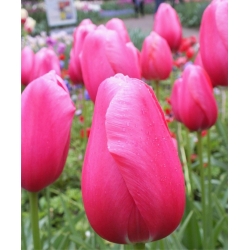 Hoa hồng tulip - Hoa hồng tulip - 5 củ - Tulipa Rose