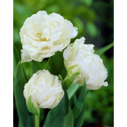 Tulipa塔科马山 - 郁金香塔科马 -  5个洋葱 - Tulipa Mount Tacoma