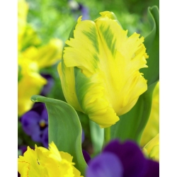 Tulipa Texas zlato - Tulipán Texas zlato - 5 květinové cibule - Tulipa Texas Gold