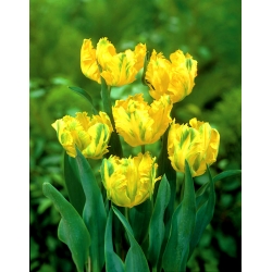Tulipa Texas Gold - Tulip Texas Gold - 5 bebawang