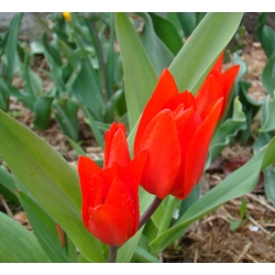 Tulpansläktet Tubergen's Variety - paket med 5 stycken - Tulipa Tubergen's Variety