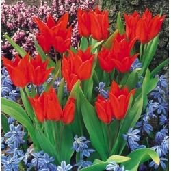 تشكيلة توليبيا توبرن - مجموعة متنوعة توليبن - 5 لمبات - Tulipa Tubergen's Variety