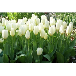 Purest White Tulipa - Pure White Tulip - 5 ดวง - Tulipa White Purissima