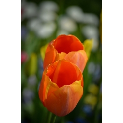 Tulip Orange - paket besar! - 50 pcs - 