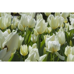 Найчистіший білий тюльпан - чистий білий тюльпан - 5 цибулин - Tulipa White Purissima