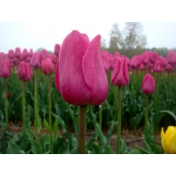 ดอกทิวลิปสีชมพู - ดอกกุหลาบ - แพ็คใหญ่! - 50 ชิ้น - 