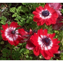 Anemone guvernér - 8 květinové cibule
