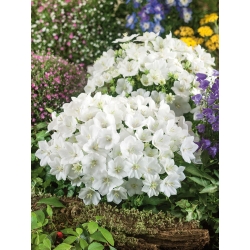 الكاربات الجريس - أبيض متنوعة ، Tussock Bellflower ، الكاربات Harebell - 3000 البذور - Campanula carpatica - ابذرة