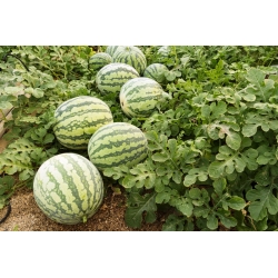 Watermeloen - Mini Love - 5 zaden - Citrullus lanatus