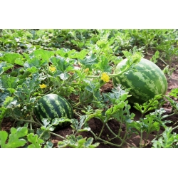 Watermeloen - Mini Love - 5 zaden - Citrullus lanatus