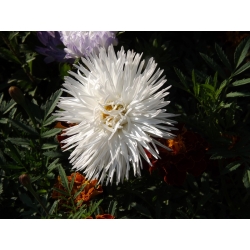 Біла голка пелюстка фарфор aster, Річна астра - 500 насіння - Callistephus chinensis 