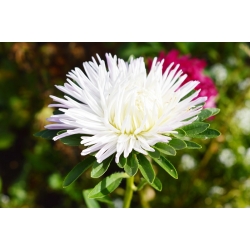 White needle petal china aster, Annual aster - 500 seeds